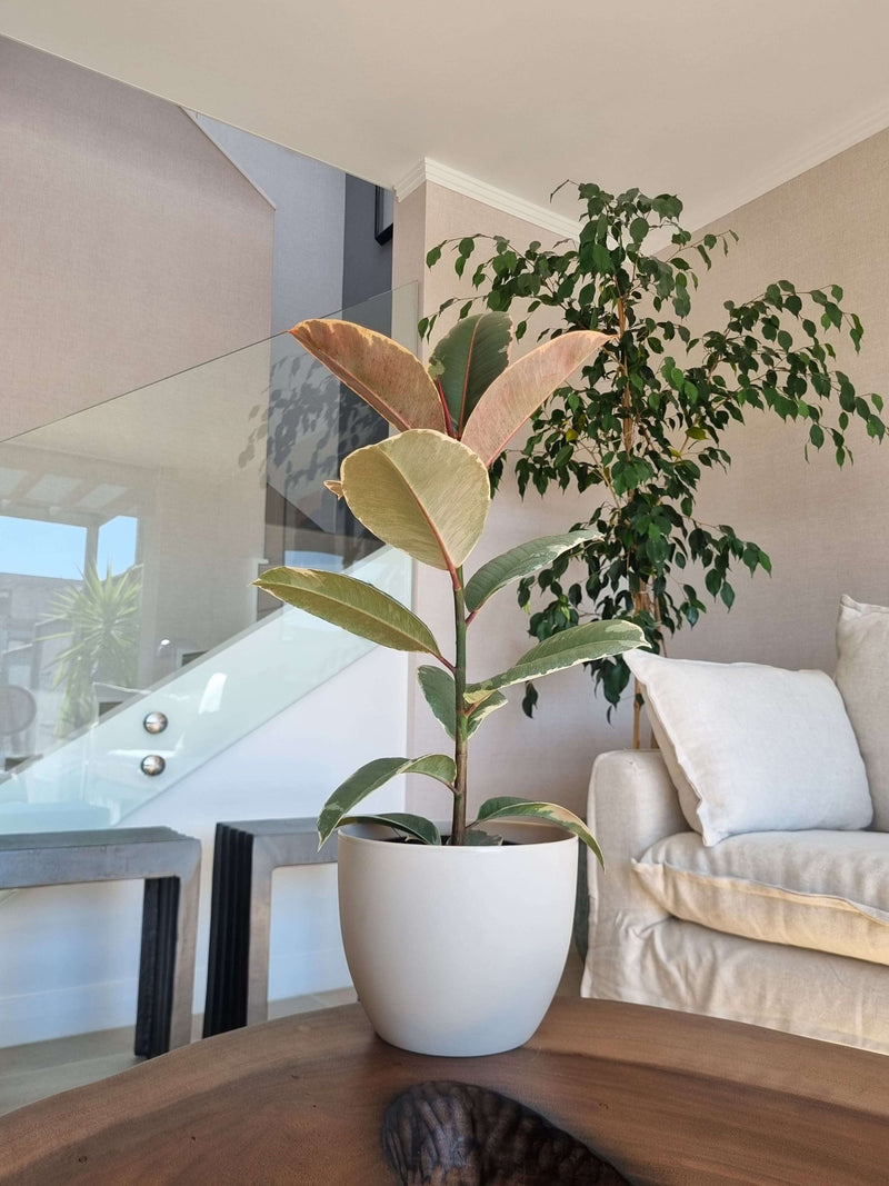 Ficus Pink Tineke + Macetero Cuenco - Elige tu color