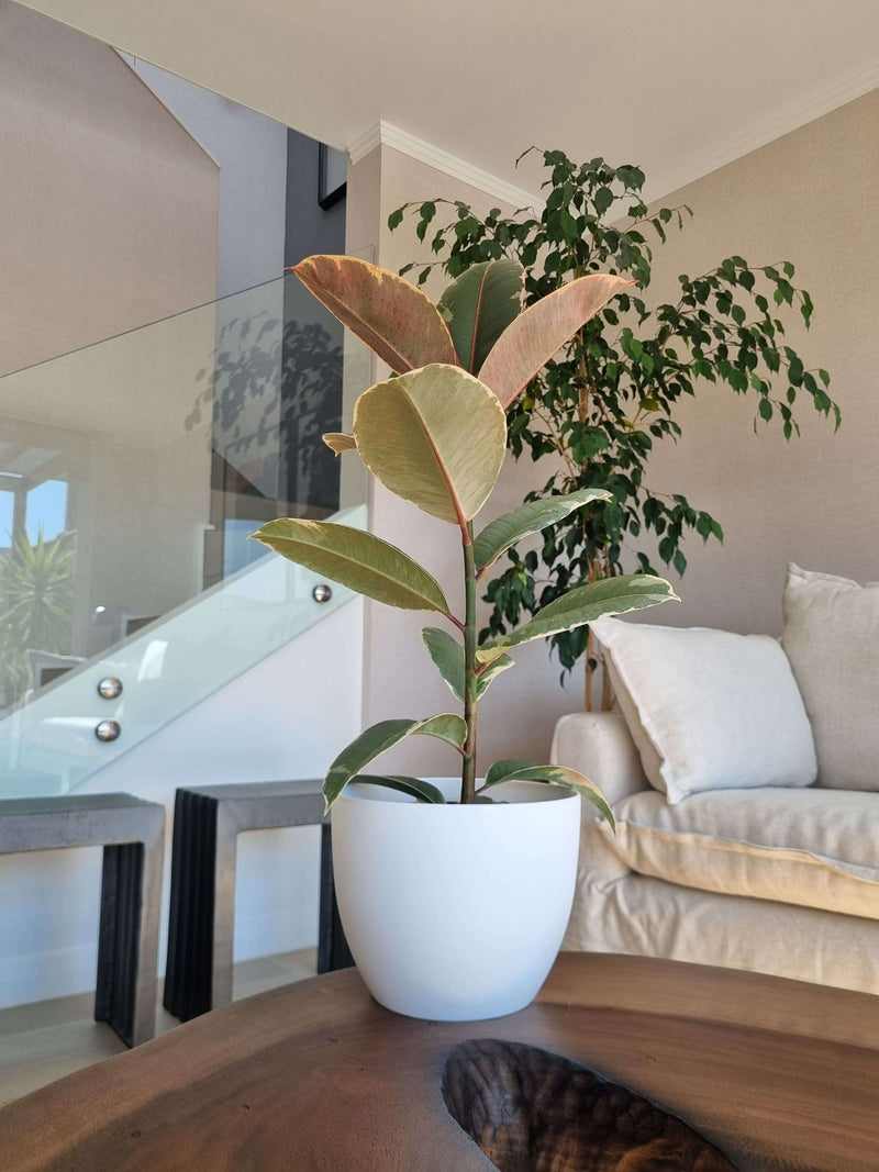 Ficus Pink Tineke + Macetero Cuenco - Elige tu color