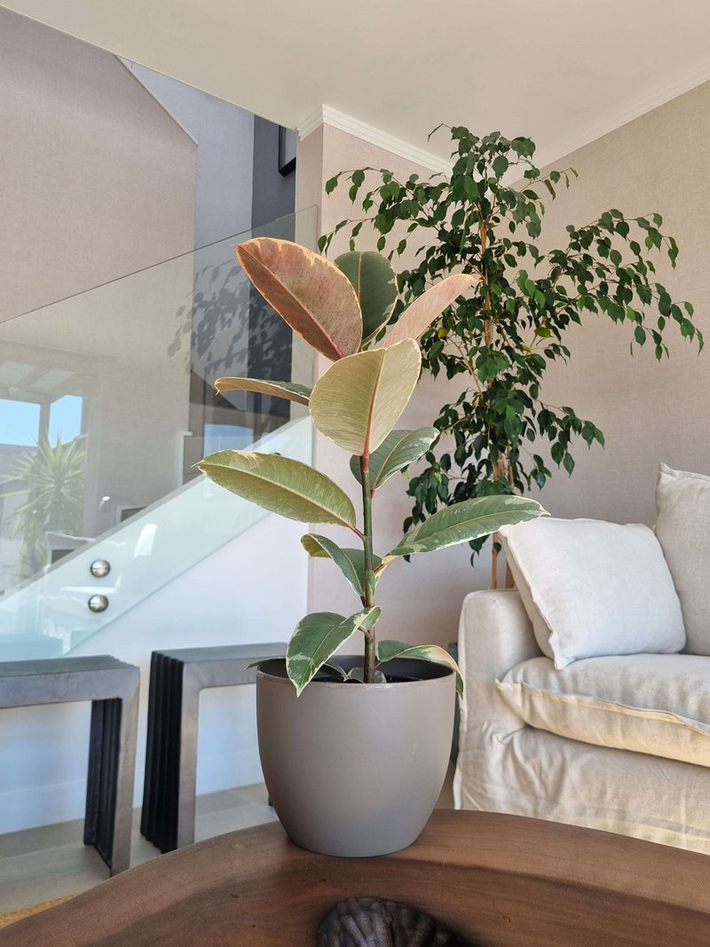 Ficus Pink Tineke + Macetero Cuenco - Elige tu color