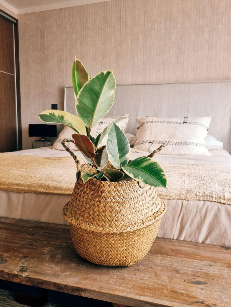 Ficus Pink Tineke + Canasto - Elige el que más te guste