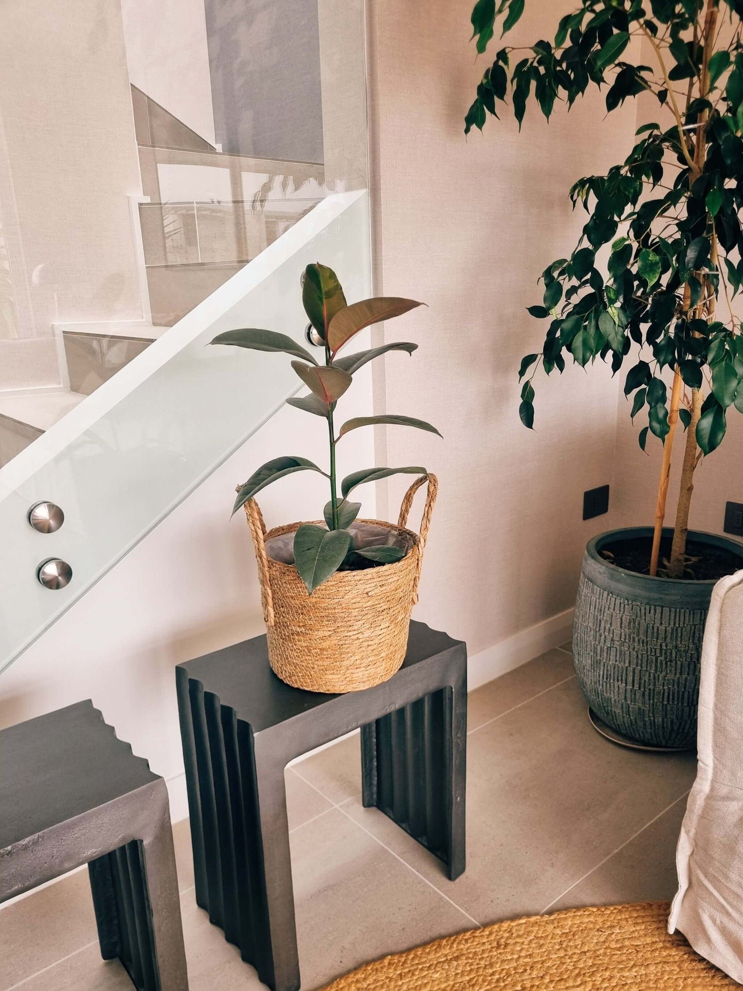 Ficus Ruby + Canasto - Elige el que más te guste