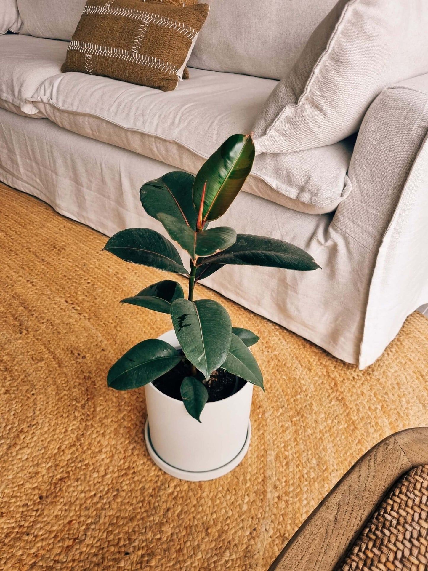 Ficus Ruby + Macetero Nordico - Elige tu color
