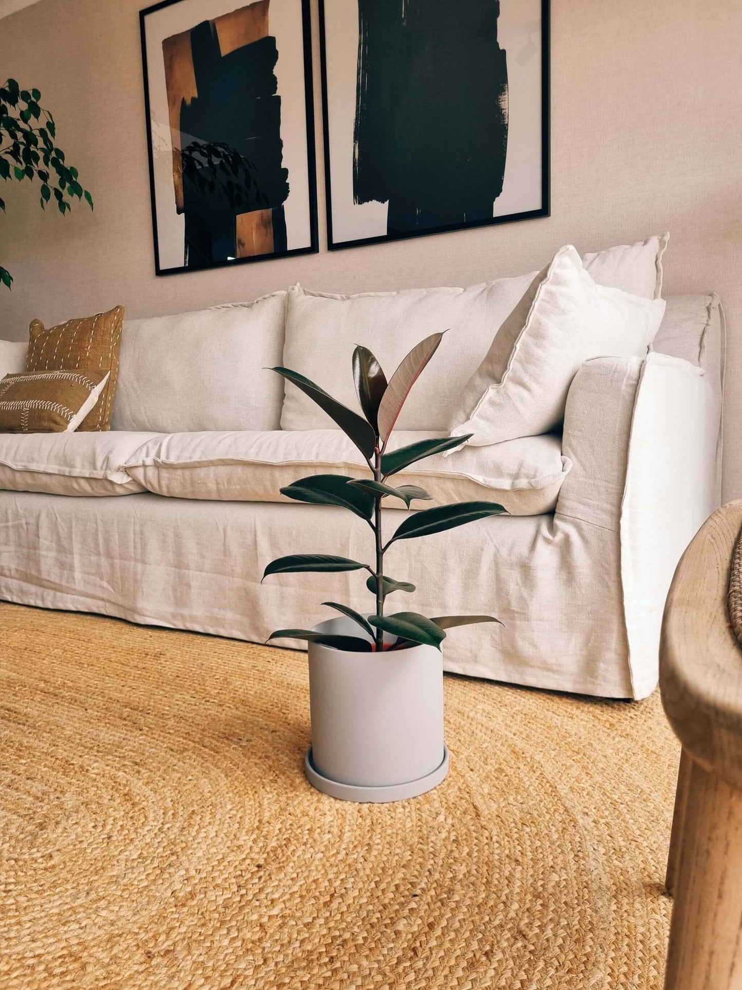 Ficus Ruby + Macetero Nordico - Elige tu color