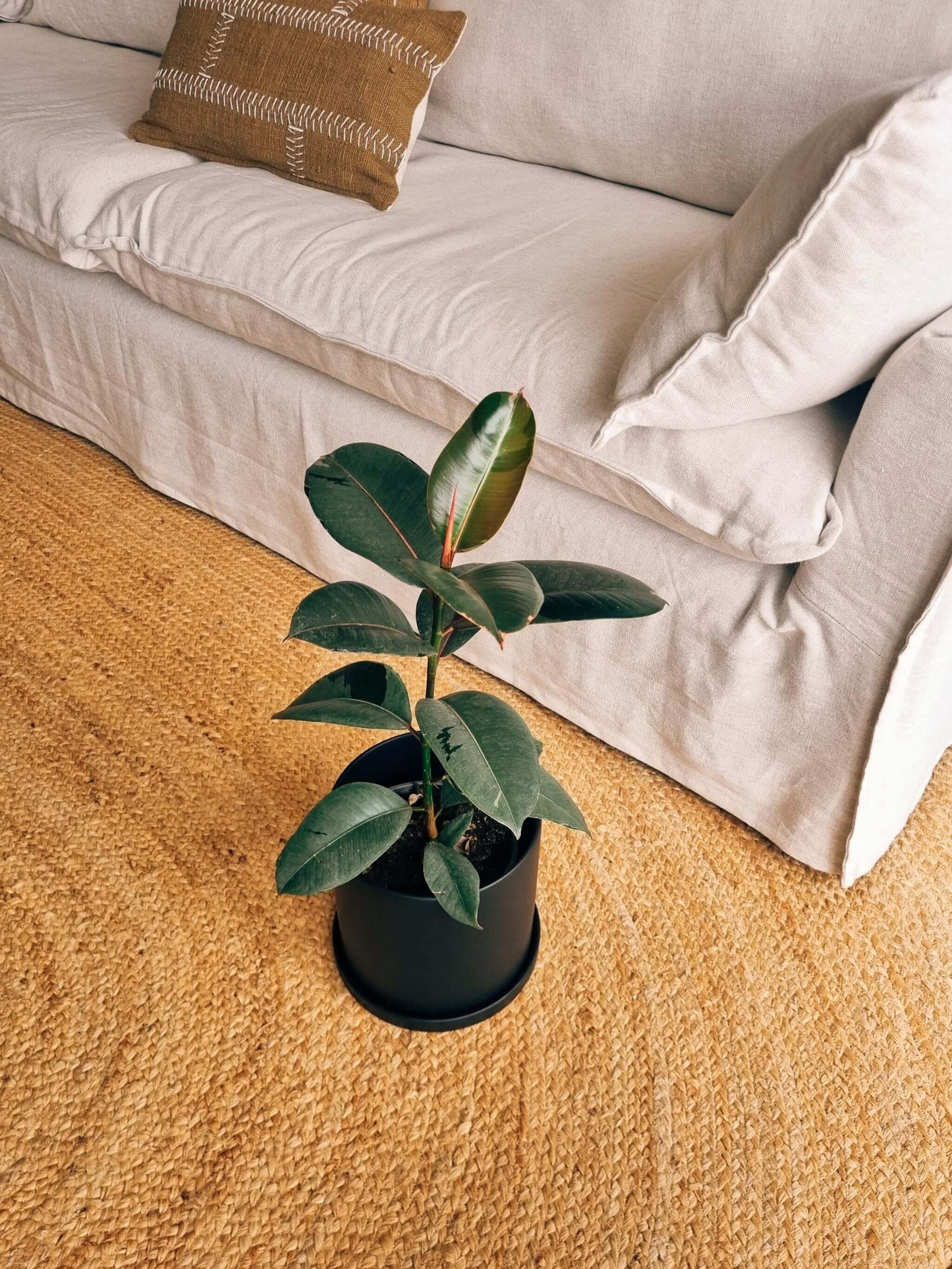 Ficus Ruby + Macetero Nordico - Elige tu color