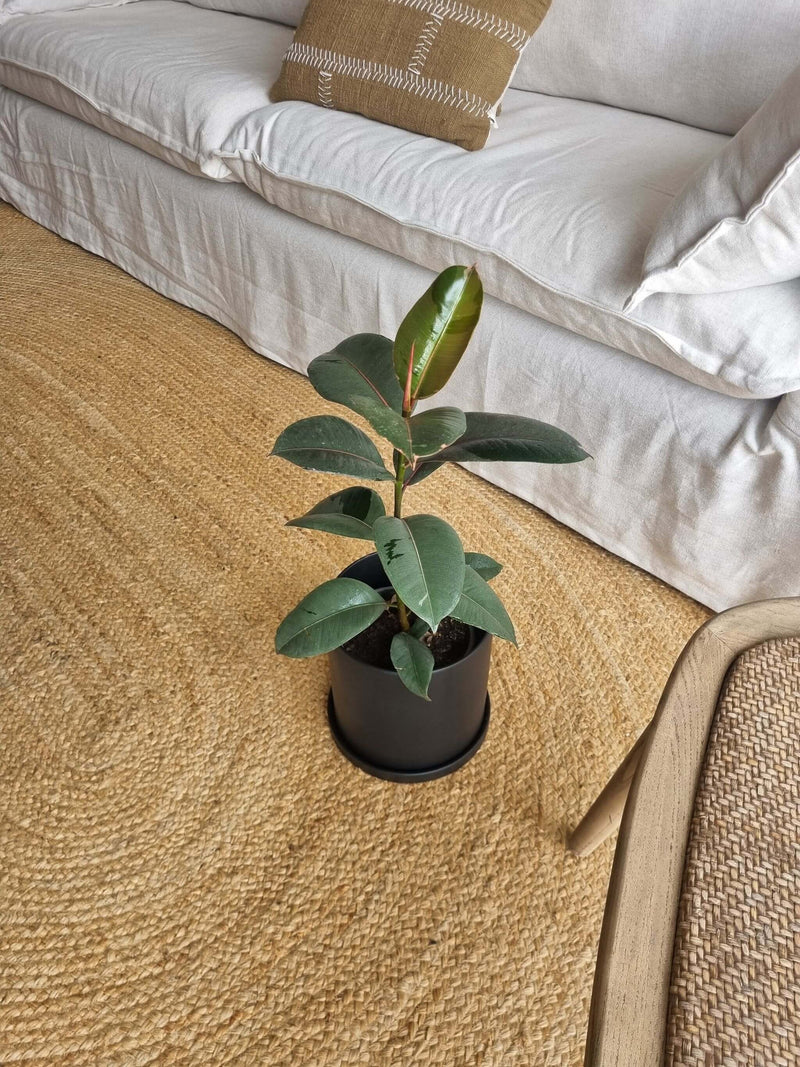 Ficus Ruby