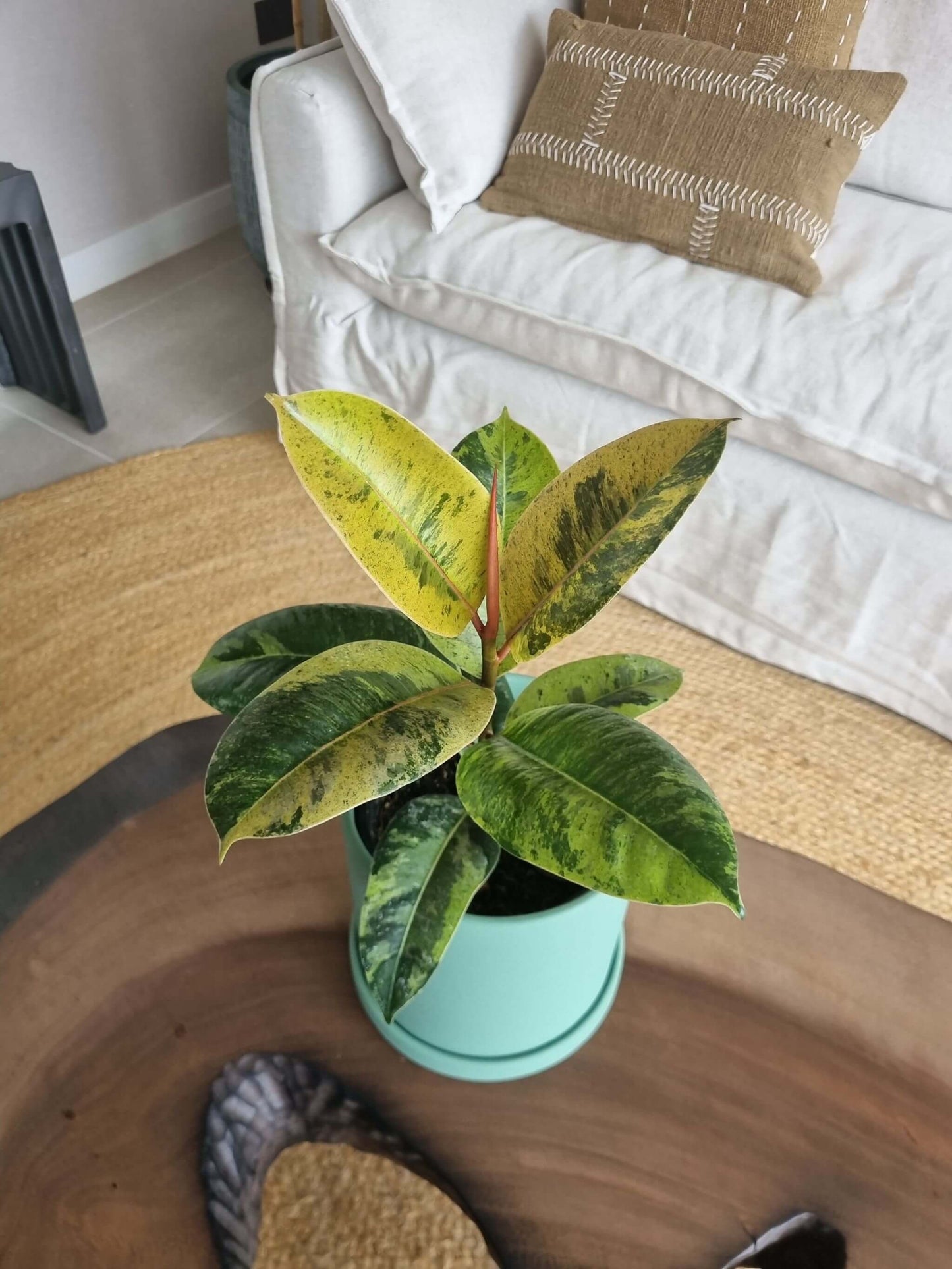 Ficus Shiveriana
