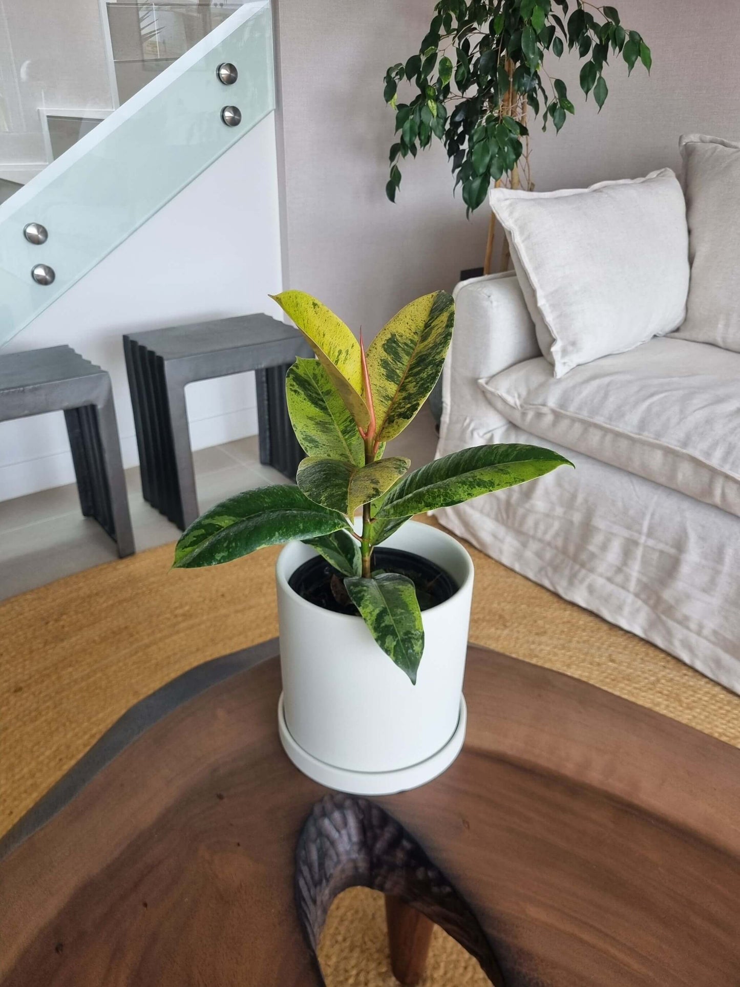 Ficus Shiveriana + Macetero Nordico - Elige tu color