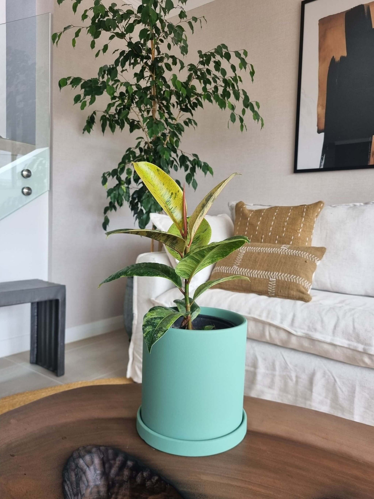Ficus Shiveriana + Macetero Nordico - Elige tu color