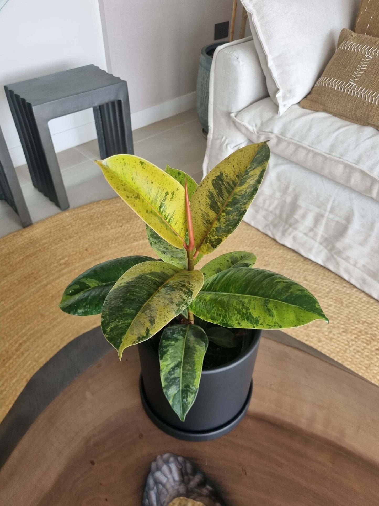 Ficus Shiveriana