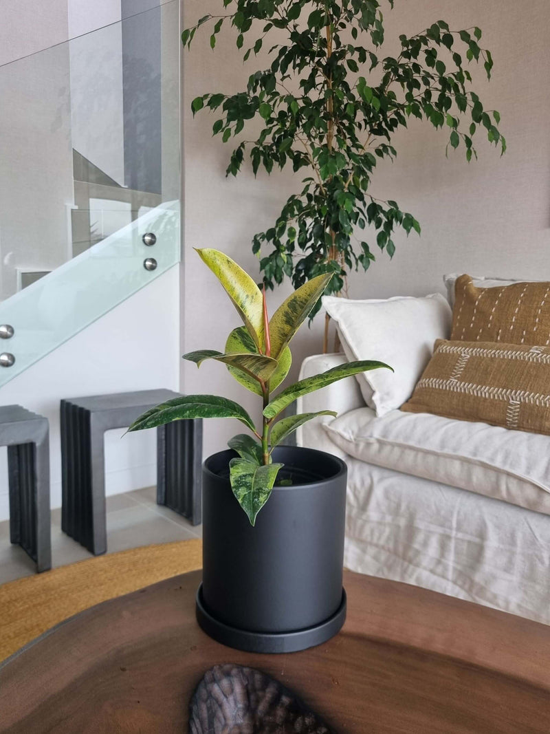 Ficus Shiveriana + Macetero Nordico - Elige tu color