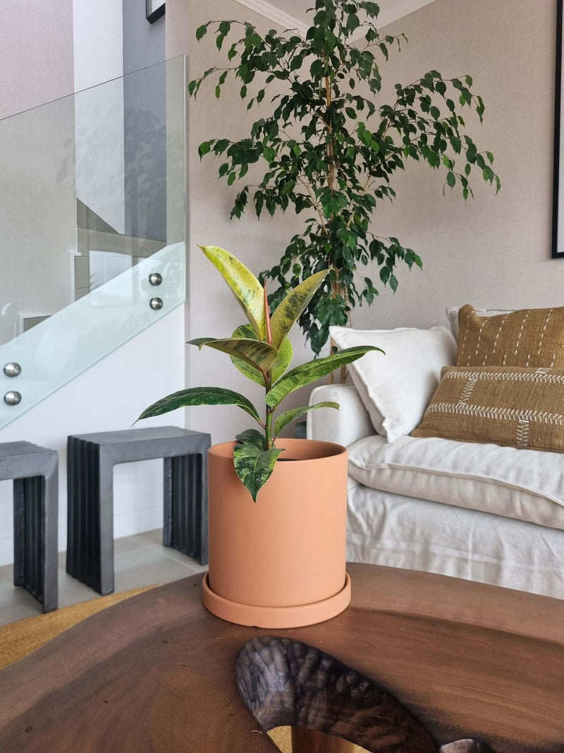 Ficus Shiveriana + Macetero Nordico - Elige tu color