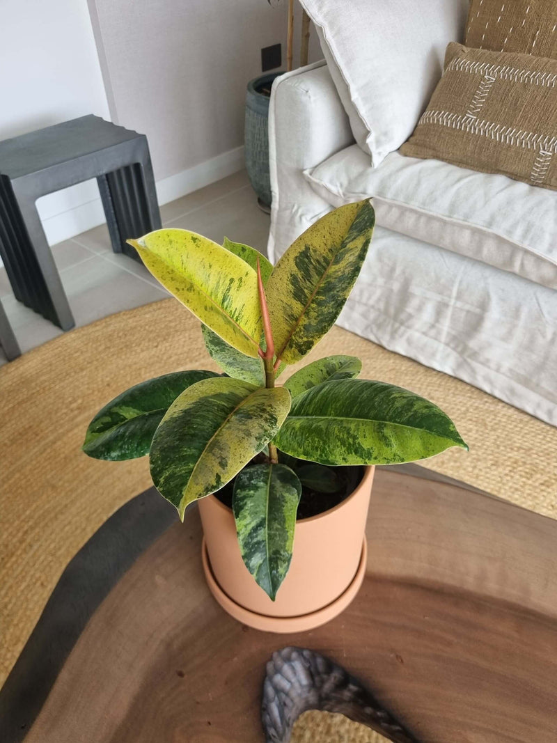 Ficus Shiveriana + Macetero Nordico - Elige tu color
