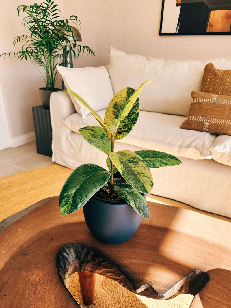 Ficus Shiveriana + Macetero Bowl - Elige tu color