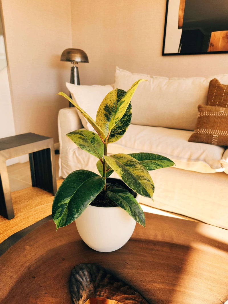 Ficus Shiveriana + Macetero Bowl - Elige tu color