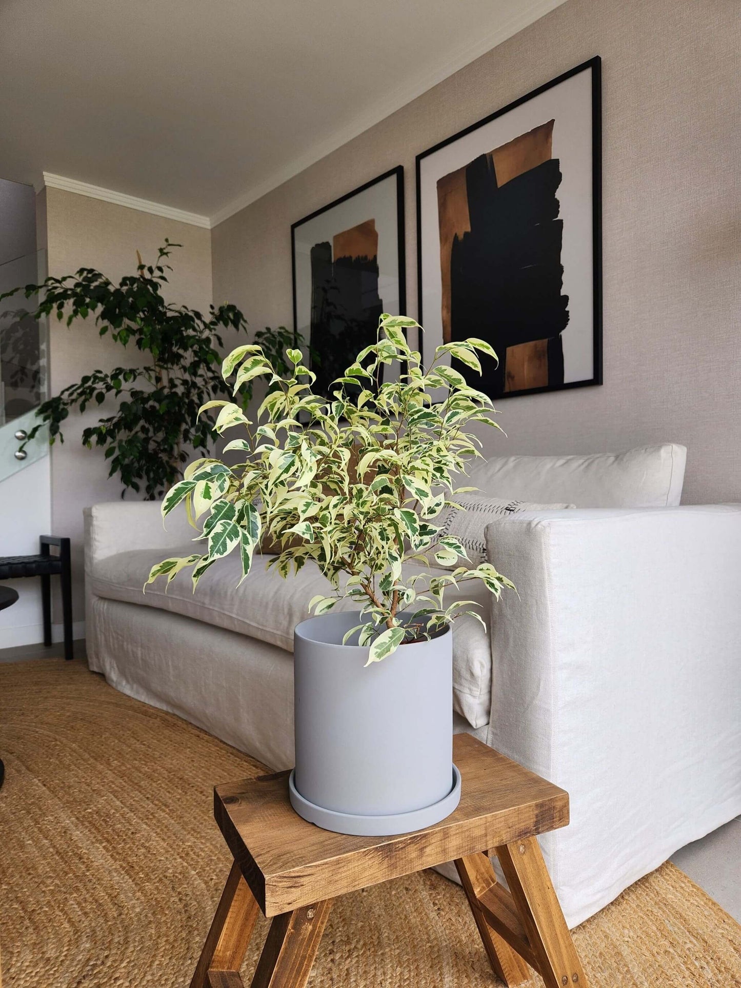 Ficus Benjamina Blanco + Macetero Nórdico - Elige tu color