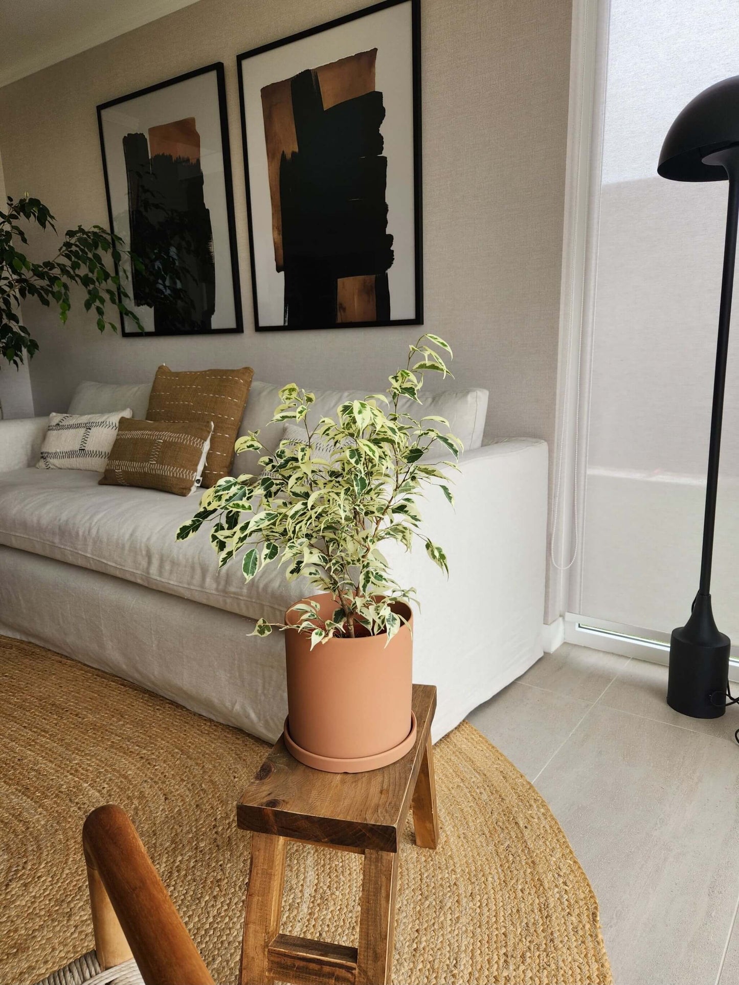 Ficus Benjamina Blanco + Macetero Nórdico - Elige tu color