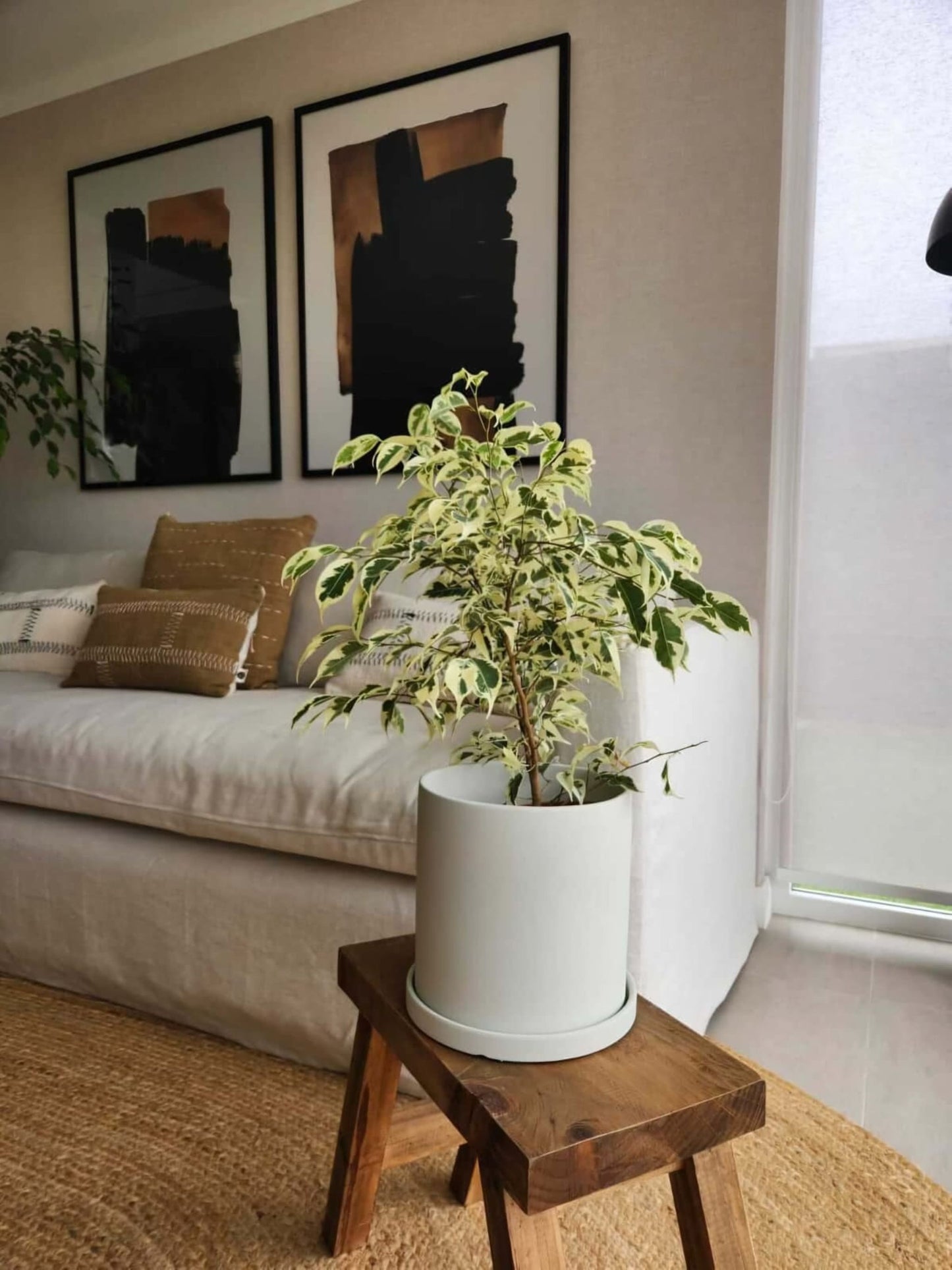 Ficus Benjamina Blanco + Macetero Nórdico - Elige tu color