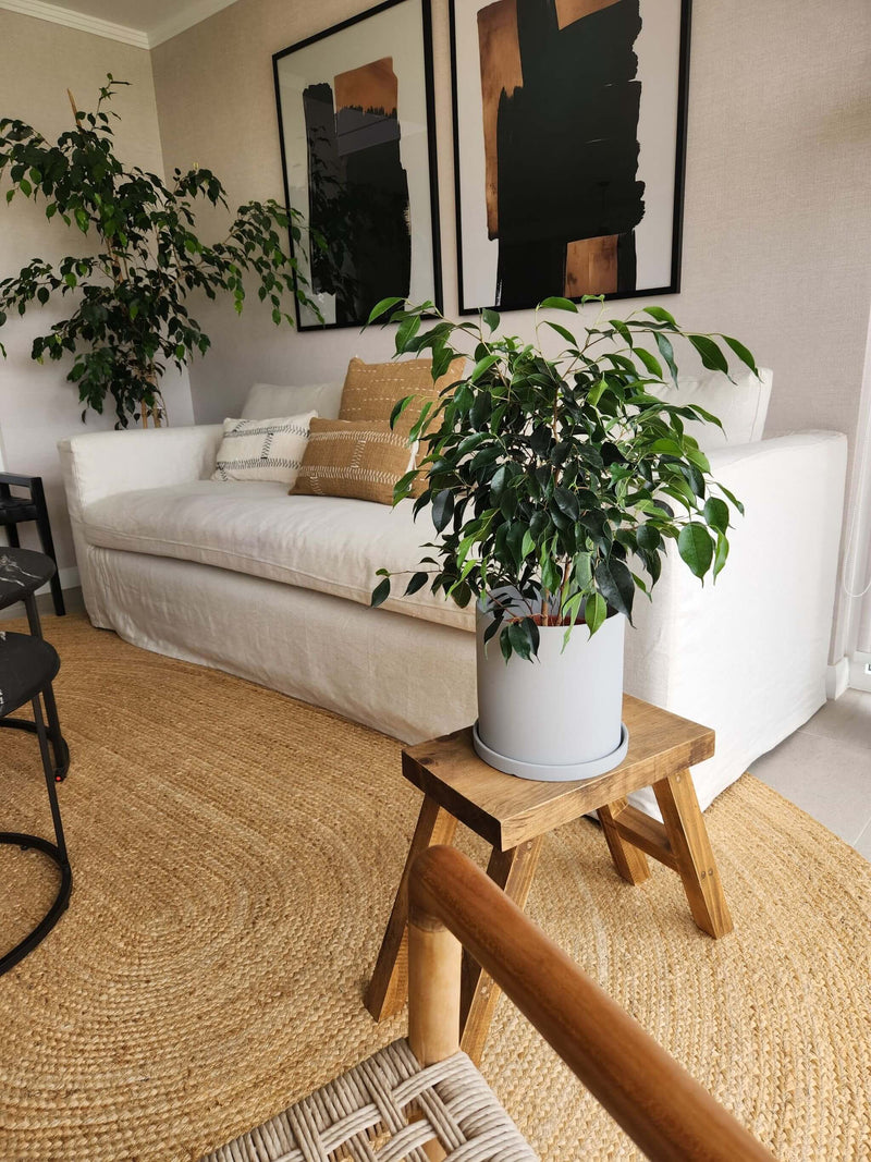 Ficus Benjamina Negro + Macetero Nórdico - Elige tu color