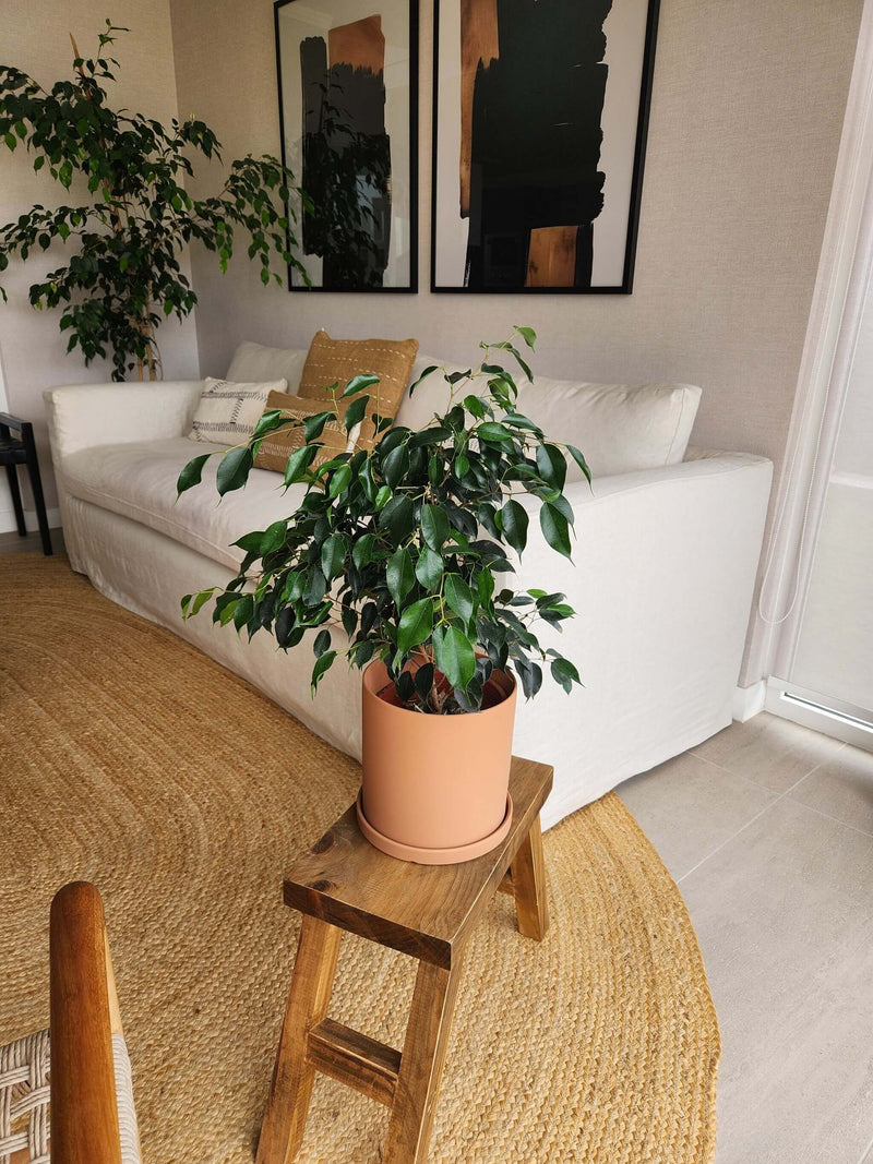 Ficus Benjamina Negro + Macetero Nórdico - Elige tu color