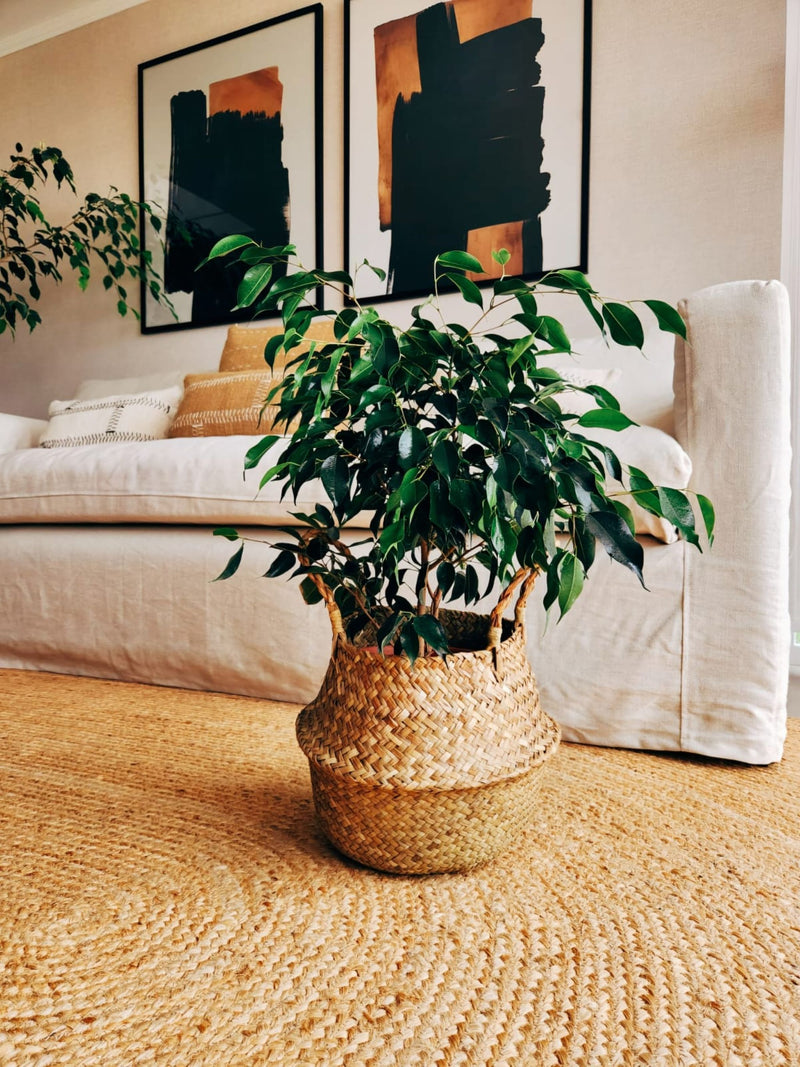 Ficus Benjamina Negro + Canasto - Elige el que más te guste
