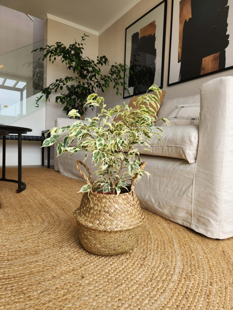 Ficus Benjamina Blanco