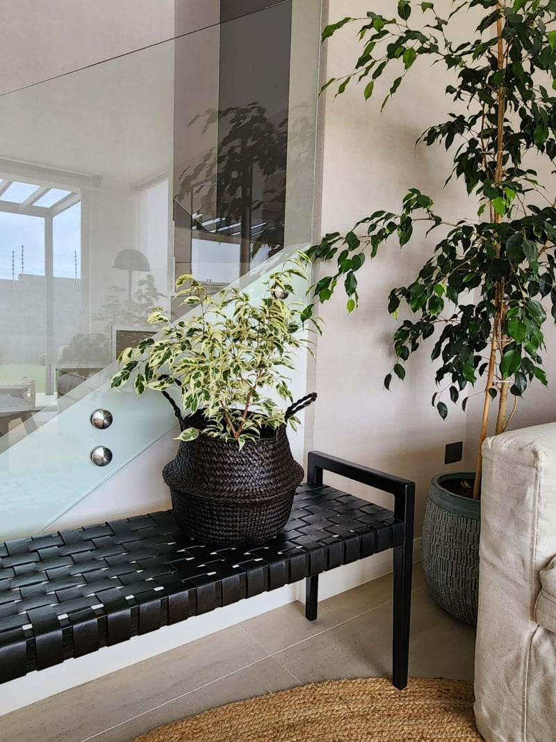 Ficus Benjamina Blanco