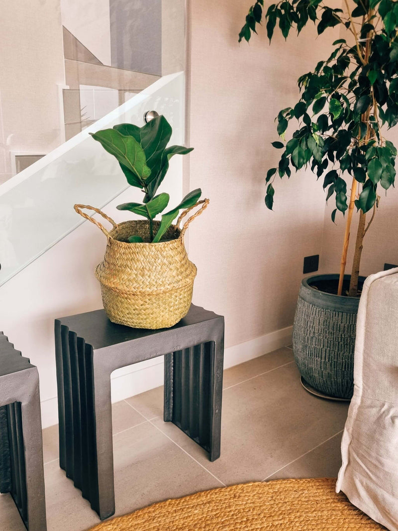 Ficus Lyrata L + Canasto - Elige el que más te guste