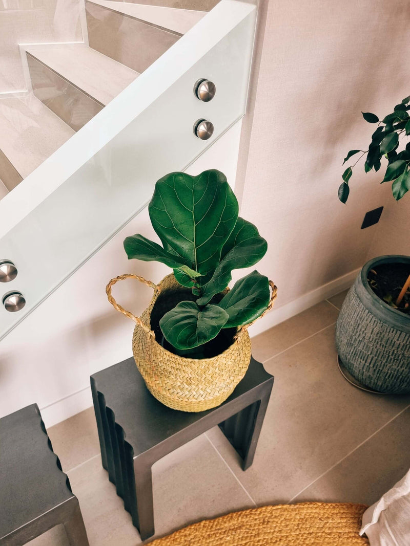 Ficus Lyrata L + Canasto - Elige el que más te guste
