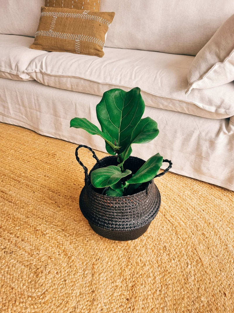 Ficus Lyrata L + Canasto - Elige el que más te guste
