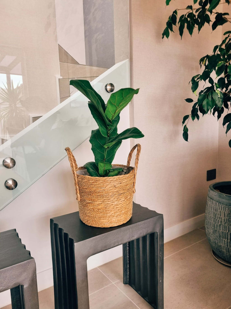 Ficus Lyrata L + Canasto - Elige el que más te guste