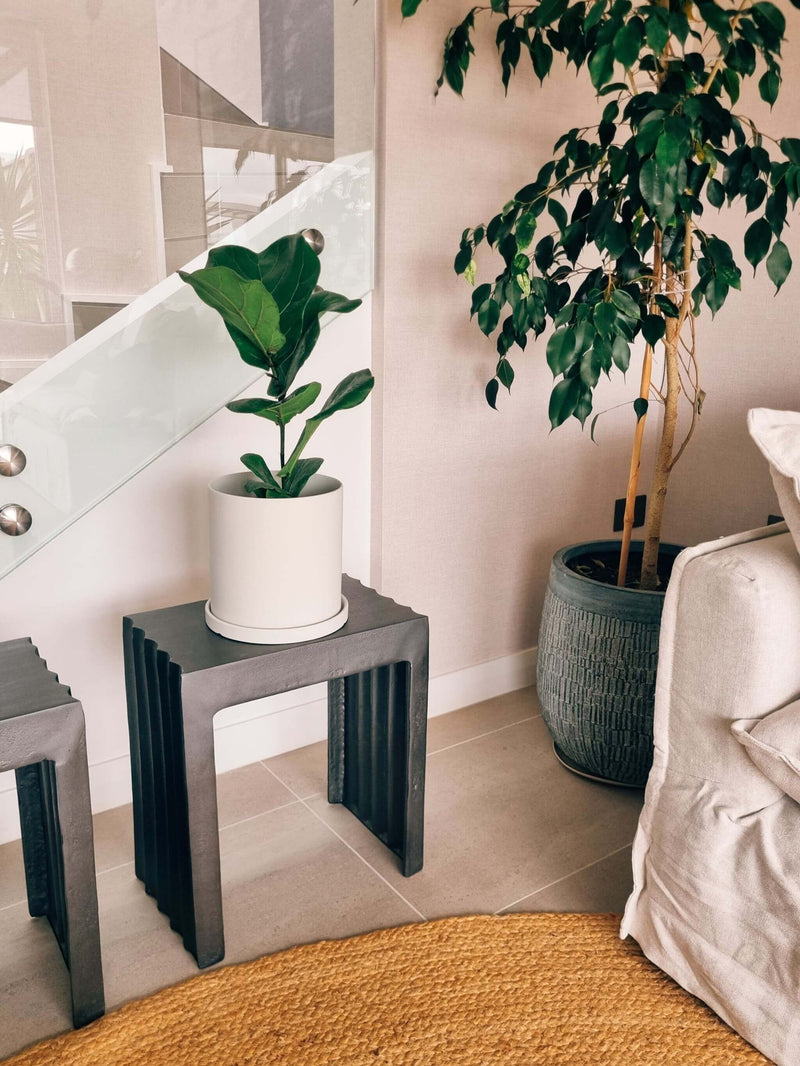 Ficus Lyrata L + Macetero Nordico - Elige tu color