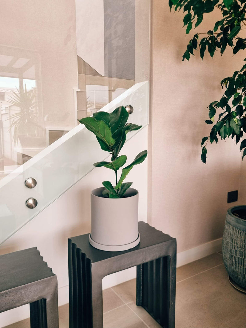 Ficus Lyrata L + Macetero Nordico - Elige tu color