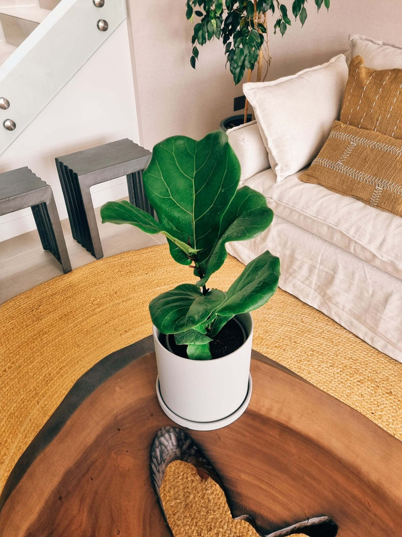 Ficus Lyrata L