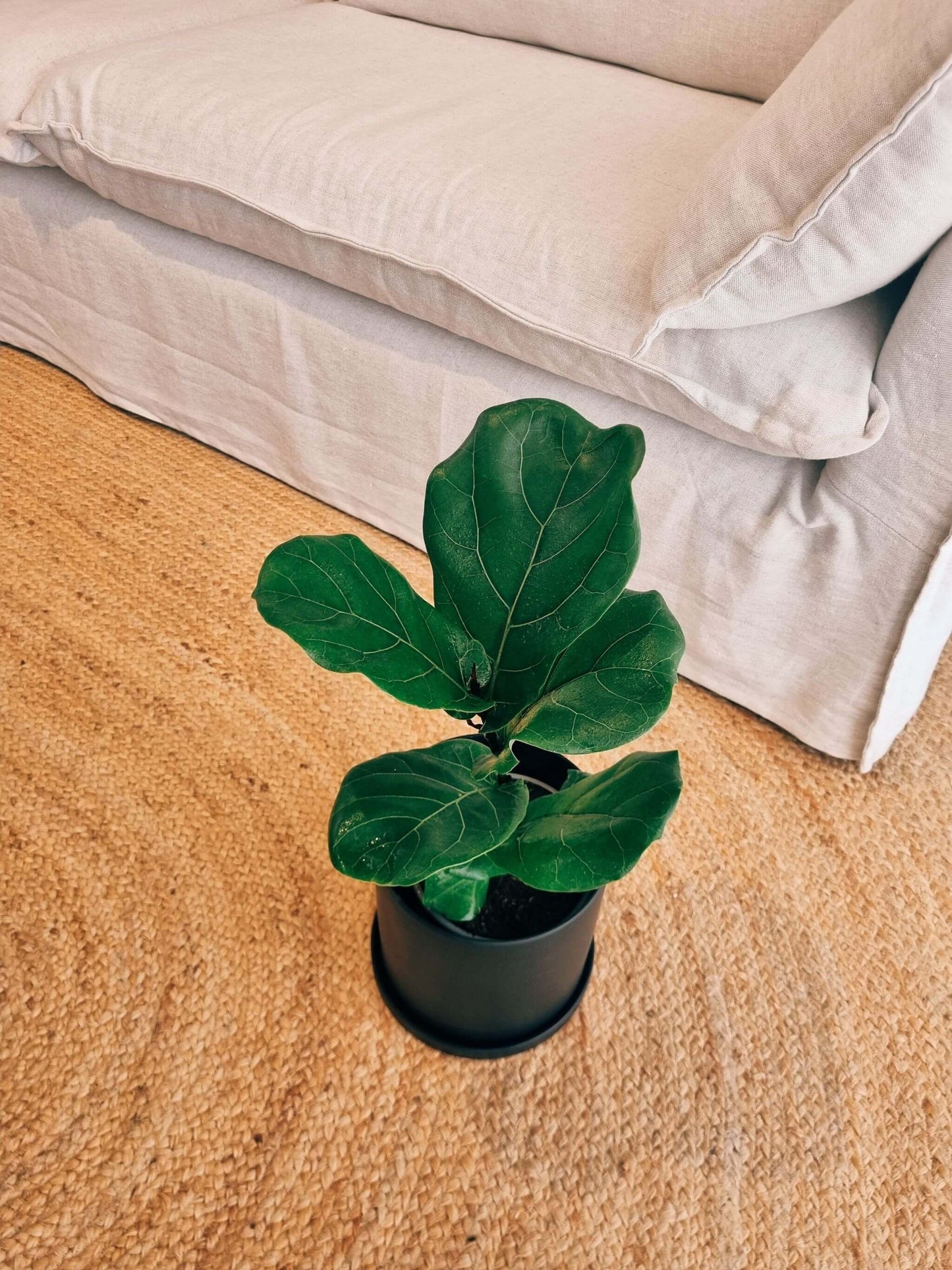 Ficus Lyrata L