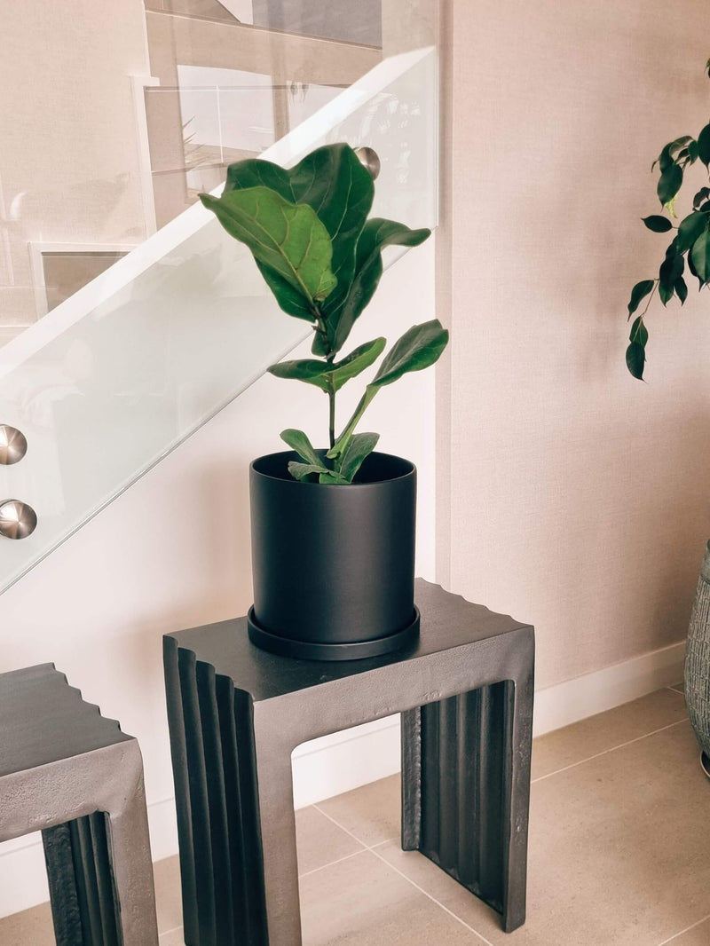 Ficus Lyrata L + Macetero Nordico - Elige tu color