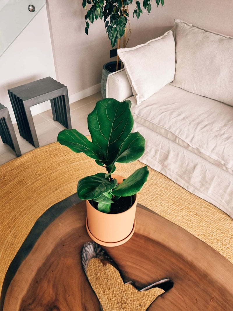 Ficus Lyrata L + Macetero Nordico - Elige tu color