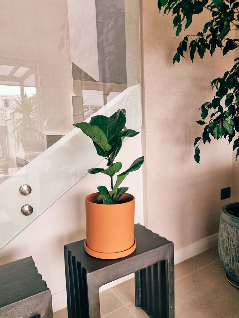 Ficus Lyrata L + Macetero Nordico - Elige tu color