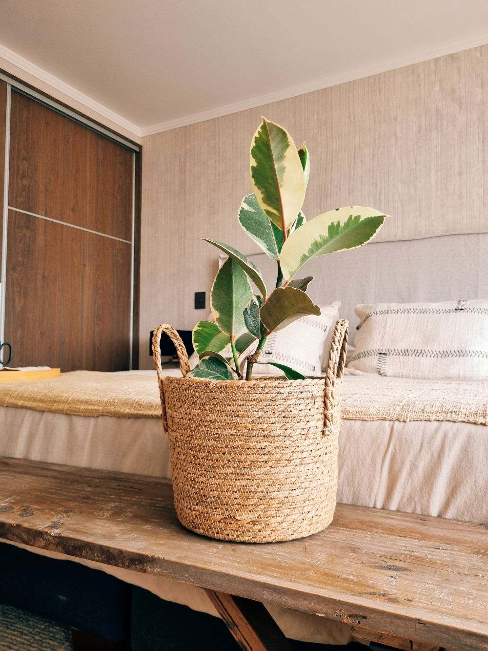 Ficus Pink Tineke + Canasto - Elige el que más te guste