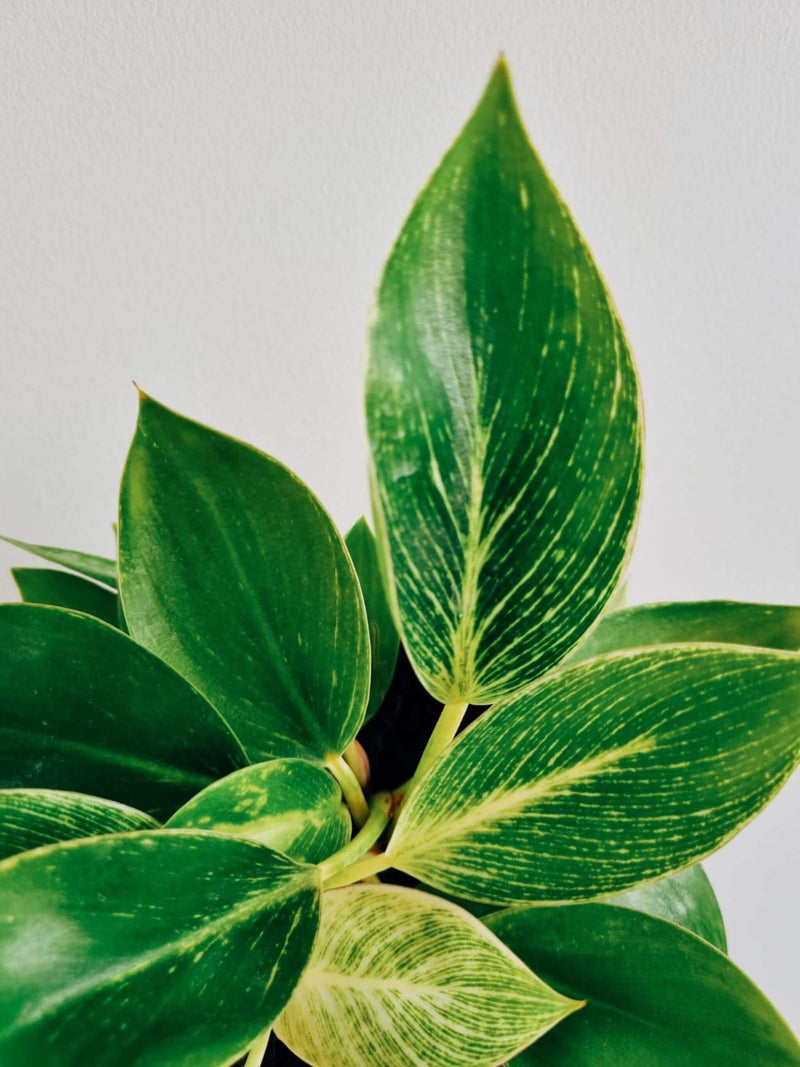 Hojas Filodendro Birkin