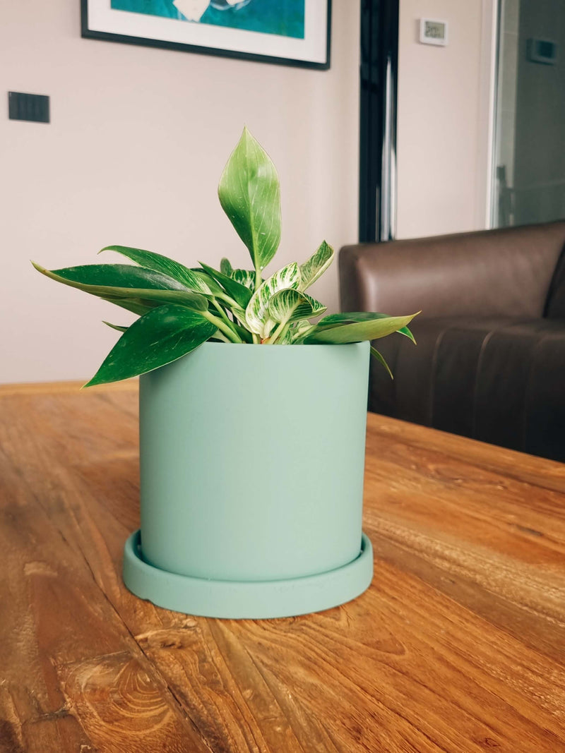 Filodendro Birkin + Macetero Nórdico - Elige tu color