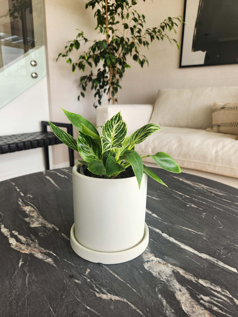 Filodendro Birkin en maceta nórdica blanca
