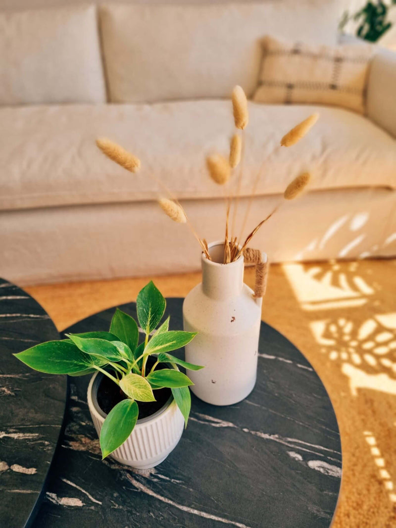 Filodendro Birkin en mesa de centro