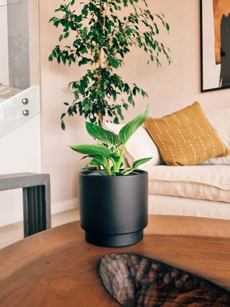 Filodendro Birkin + Macetero Pipa - Elige tu color