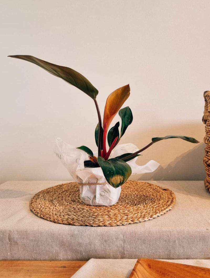 Filodendro Congo Rojo para regalo