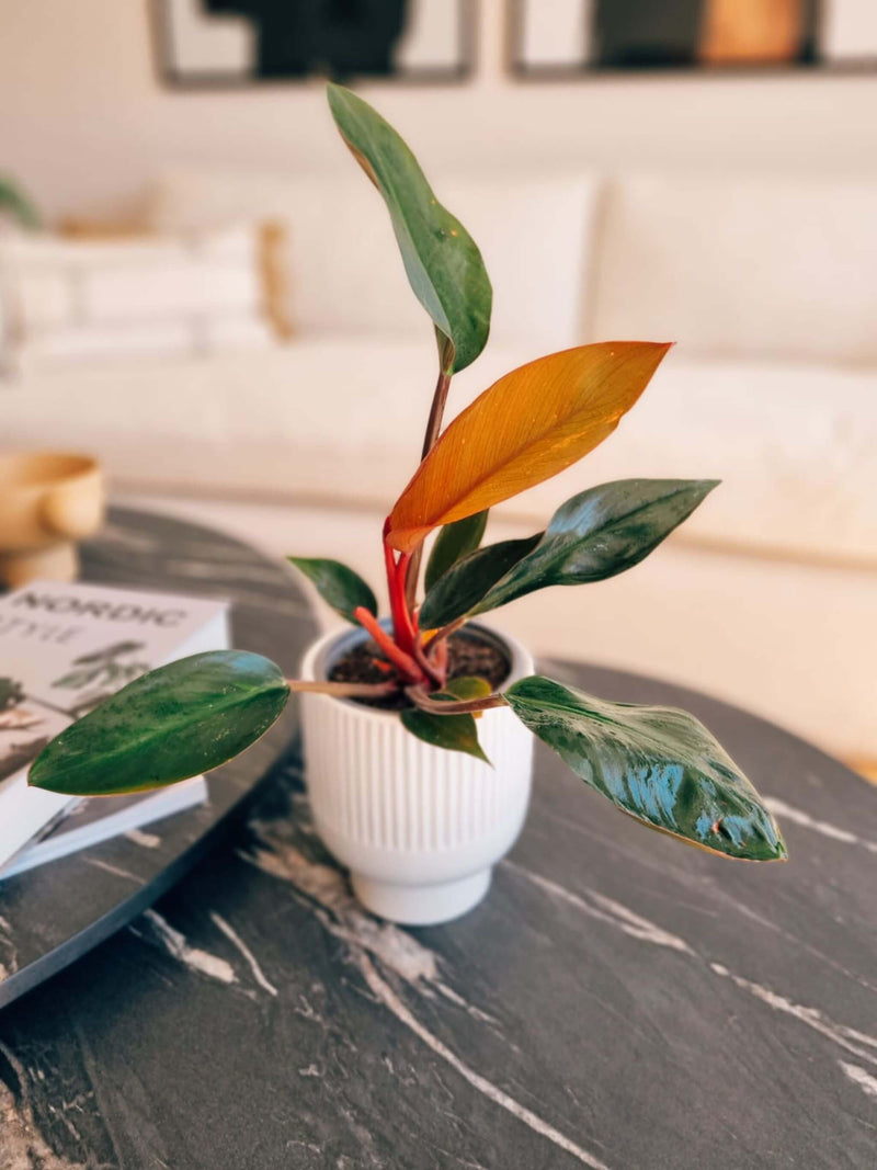 Filodendro Congo Rojo en maceta