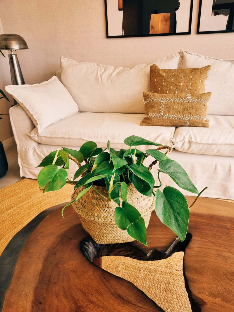 Filodendro Cordatum L + Canasto Isa
