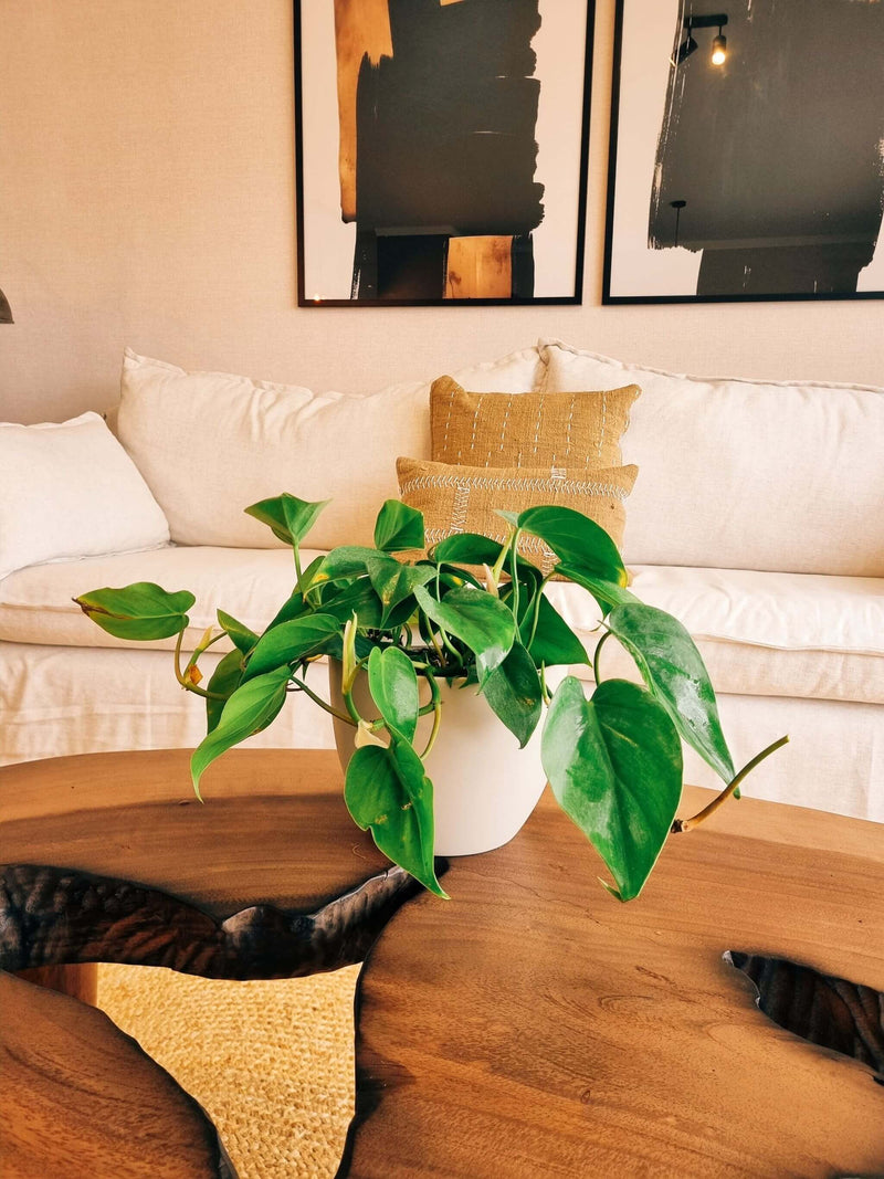 Filodendro Cordatum L + Macetero Cuenco - Elige tu color