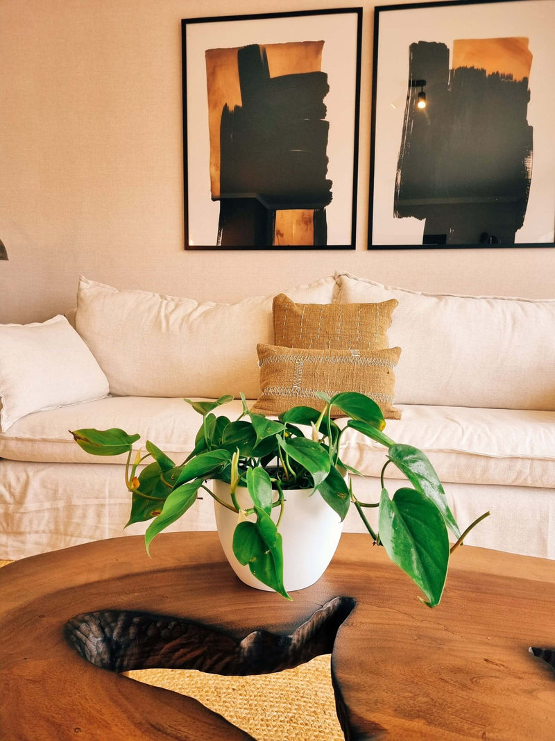 Filodendro Cordatum L + Macetero Cuenco - Elige tu color