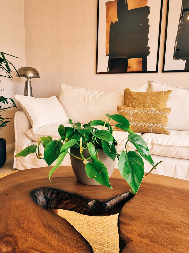 Filodendro Cordatum L + Macetero Cuenco - Elige tu color