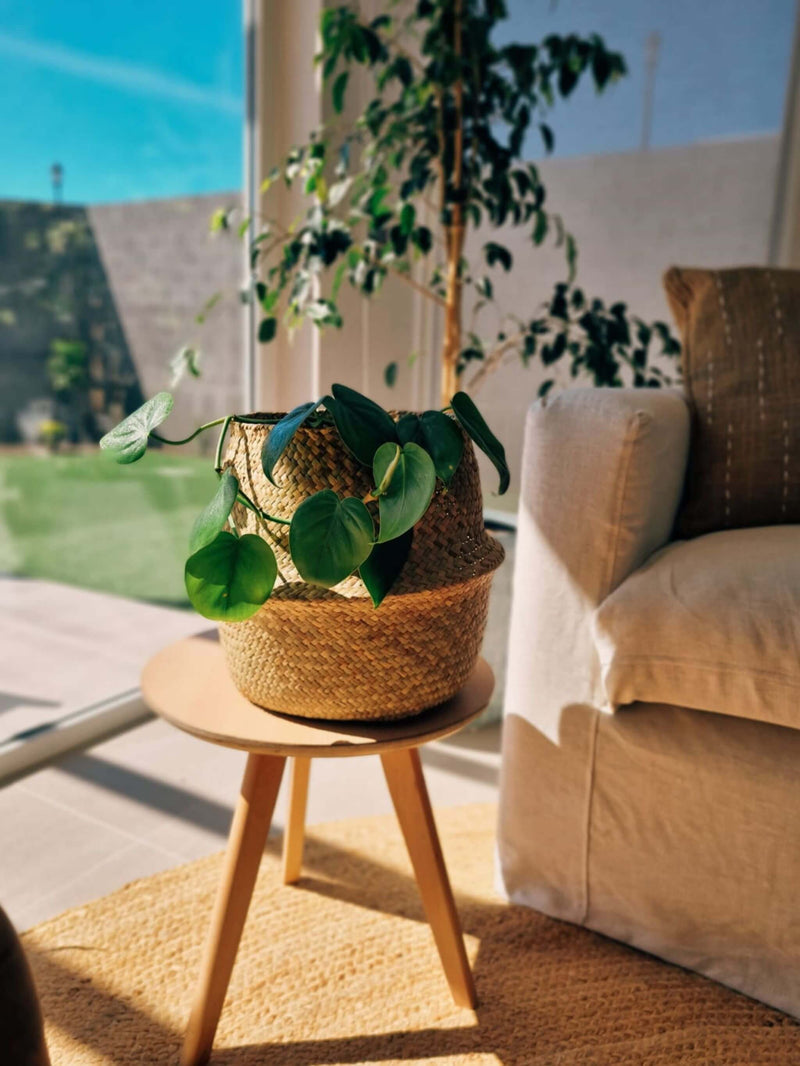 Filodendro Cordatum en canasto